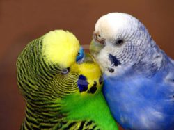 Возбудитель антропозоонозной инфекции птиц не обнаружен!!!