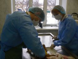 О работе отдела патоморфологии и приема материала за 2018 год