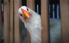 Определяем иммунитет к вирусу ньюкаслской болезни