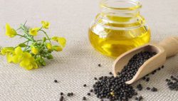 Саратовская МВЛ: Количественное содержание жира в рапсе высокое