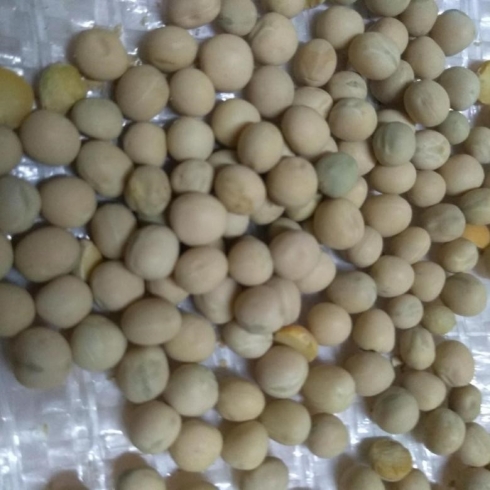 Саратовская МВЛ: Качество гороха соответствует требованиям ГОСТ