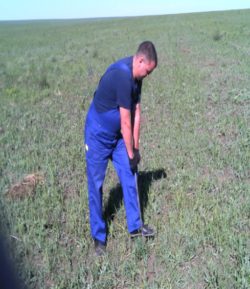 Содержание пестицидов и тяжелых металлов в почве