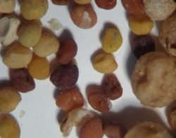 Саратовская МВЛ обнаружила семена повилики предназначенные для почтового отправления