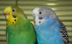 Птица здорова — генетический материал возбудителя сальмонеллеза не обнаружен