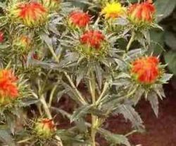 Сафлор в севообороте