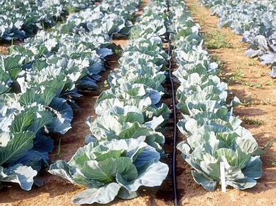 Проведенные в «Саратовской МВЛ» исследования выявили наличие повышенного содержания нитратов в образцах почвы