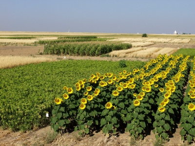 Саратовская МВЛ: Севообороты – основа системы земледелия