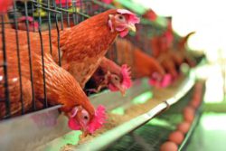 Микоплазмозы птиц – актуальная проблема