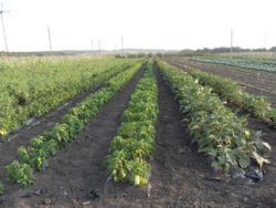 Проверка овощных участков на содержание остаточного количества пестицидов и нитратного азота