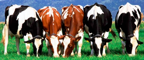 Саратовская ветлаборатория проводит исследования биологического материала от крупного рогатого скота на нодулярный дерматит