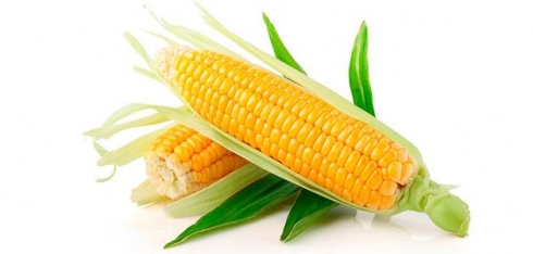 Результаты исследования на бактериальный вилт кукурузы — генетический материал возбудителя не обнаружен