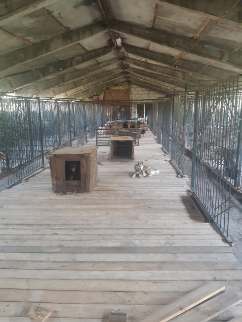 В приюте «Ковчег» продолжают работать волонтёры