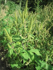 Саратовская МВЛ: В подсолнечнике обнаружены семянки амброзии трехраздельной