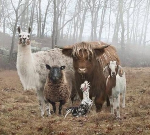 В саратовской лаборатории проводится патологоанатомическое исследование заразных и незаразных заболеваний всех видов животных и птицы