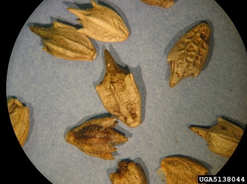 В семенах подсолнечника выявлен злостный карантинный сорняк