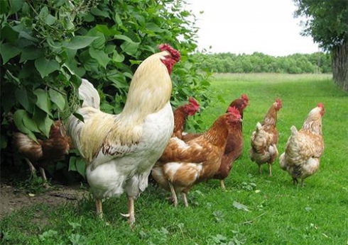 В саратовской ветлаборатории исследован биоматериал на заболевания птиц методом полимеразной цепной реакции