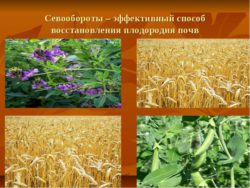 Специалистами ФГБУ «Саратовская МВЛ» разрабатываются научно-обоснованные системы применения севооборотов