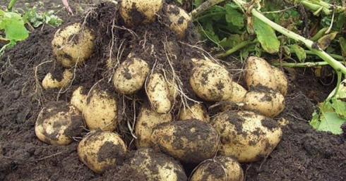 Саратовская МВЛ: Карантинные заболевания растений в пробах овощей не обнаружены