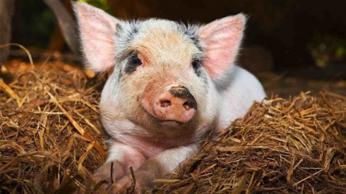 Возбудитель псевдомоноза не выделен