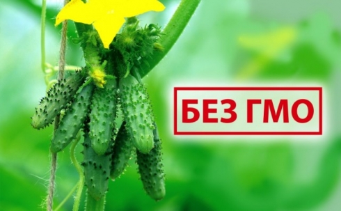 Исследование семян на наличие ГМО