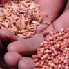 Эффективное использование монокорма в рационе животных