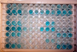 Исследование пищевой продукции методом ИФА- положительные пробы не выявлены