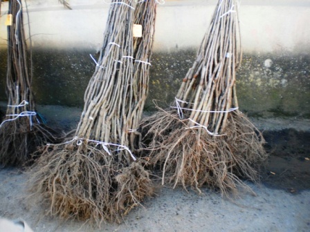 Результаты исследования на карантинные заболевания растений — генетический материал возбудителей не обнаружен