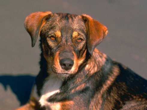 Парвовирусный энтерит – самая распространенная и опасная болезнь собак