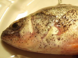 Ветлаборатория сообщает: Россикотремоз рыб ведет к гибели значительной части молоди 