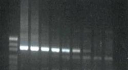 Саратовской лабораторией проведены молекулярным методом исследования на инфекционные заболевания животных 