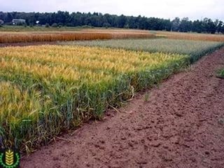 Составление научного севооборота в системе земледелия