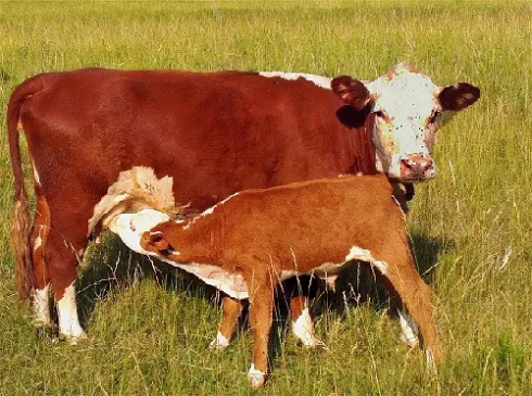 Саратовская МВЛ: Выявлен лейкоз крупного рогатого скота