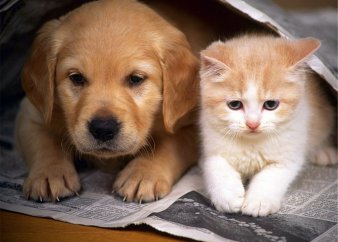 Внимание владельцам животных !!!