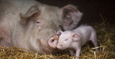 О проведенных исследованиях отдела генодиагностики и ИФА за 5 месяцев 2018 года в рамках государственных работ