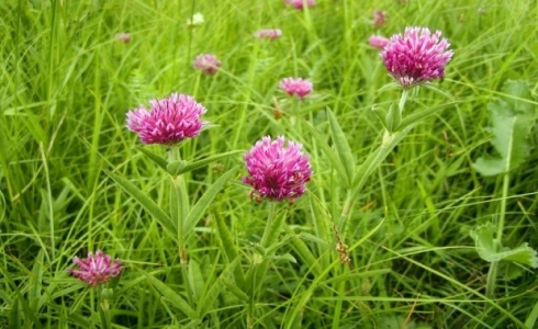 Использование многолетних трав для улучшения качества почвы