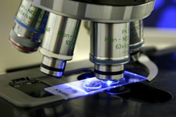 В Балашовском районе в селе Пичурино выявлен вирус АЧС у домашних свиней