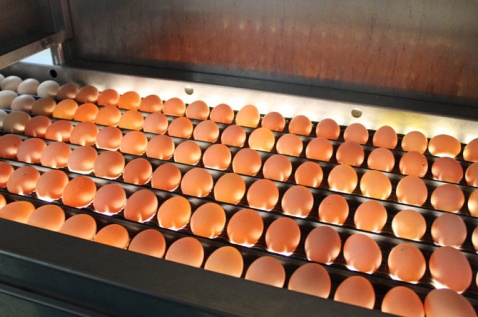 При исследовании инкубационных яиц возбудители сальмонеллеза и аспергиллеза не выделены