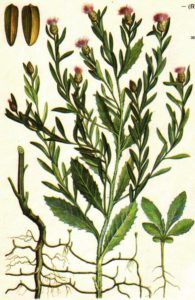 Об обнаружении семянок горчака ползучего в пробах пшеницы продовольственной