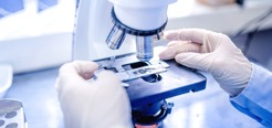 Выявлен вирус африканской чумы свиней в Самойловской районе 