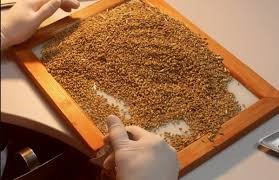 При проведении гербологической экспертизы пшеницы выявлен карантинный объект