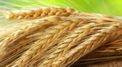 Проведенные результаты исследований по отделу фитосанитарной экспертизы за 1 полугодие 2018 года