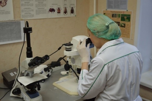 В пробах пшеницы продовольственной был выявлен и идентифицирован карантинный объект