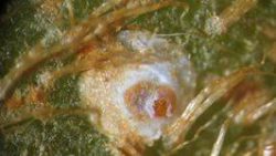 Обнаружение карантинного вредителя — Тутовой щитовки на плодах киви