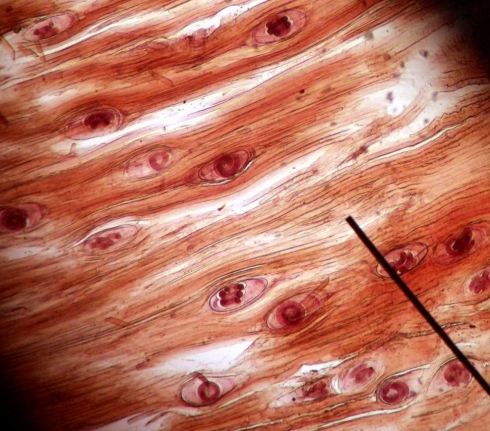 Отдел бактериологии, паразитологии и микологии ФГБУ «Саратовская МВЛ» проводит исследования на трихинеллез животных