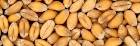 В саратовской лаборатории проводятся исследования пшеницы на определение ее качества