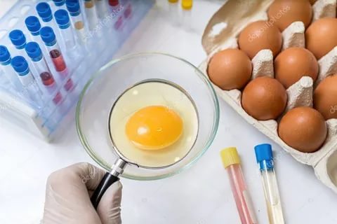 Оценка качества инкубационных яиц