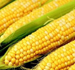 Генетический материал возбудителя бактериального вилта в кукурузе не обнаружен