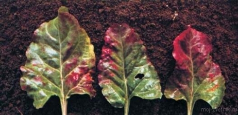 В Саратовской МВЛ проводятся агрохимические обследования запасов фосфора в почве