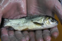 При исследовании рыбы, паразитов не обнаружено