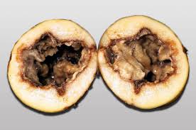 При исследование почвы выявлен инфекционный рак картофеля